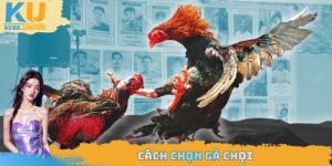 cách chọn gà chọi