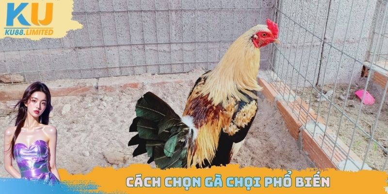 Cách chọn gà chọi phổ biến