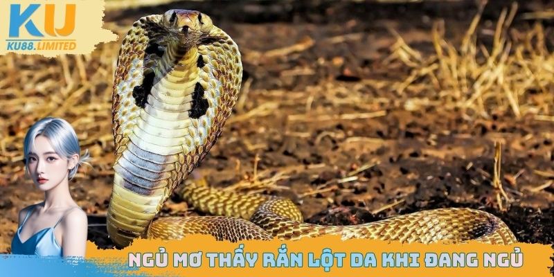 Ngủ Mơ Thấy Rắn Có Phải Điềm Xấu? Giải Mã Bí Ẩn Đằng Sau 2 Chiêm bao cảnh rắn lột da khi đang ngủ