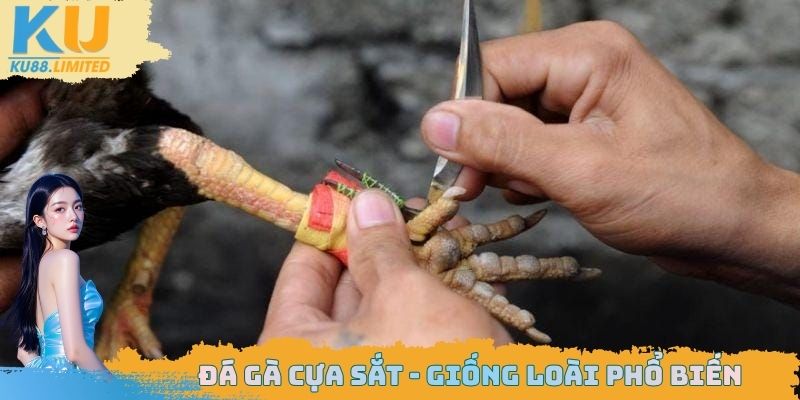 Đá Gà Cựa Sắt Ku88 - Tìm Hiểu Về Sự Khác Biệt Của Sân Chơi 3 Đá gà cựa sắt - Giống loài phổ biến