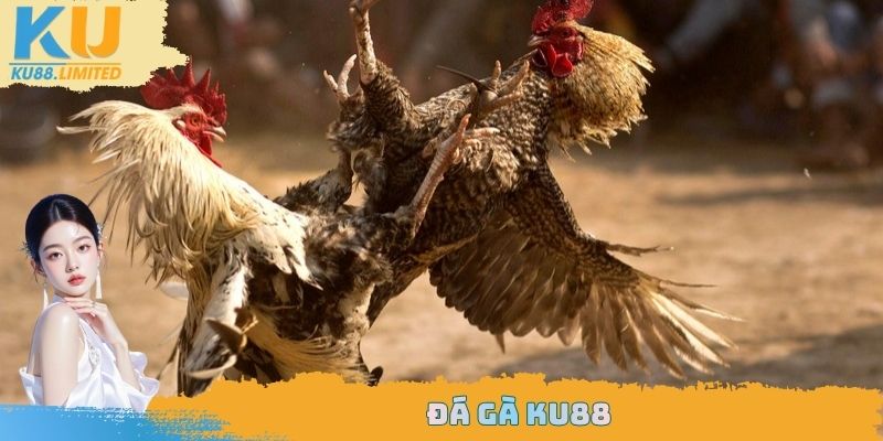 Đá gà Ku88