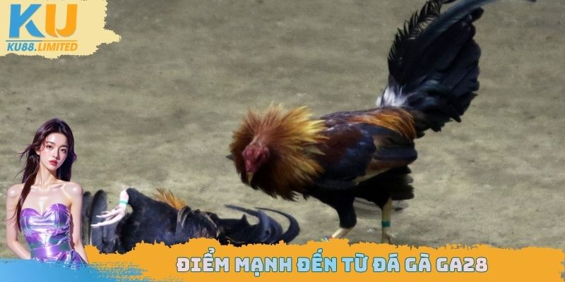 Điểm mạnh đến từ đá gà GA28