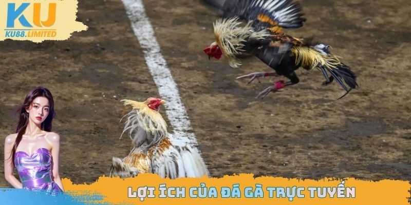 Đá Gà Trực Tuyến Ku88 - Lợi Ích Hấp Dẫn Sẽ Nhận Được 2 Lợi ích của đá gà trực tuyến