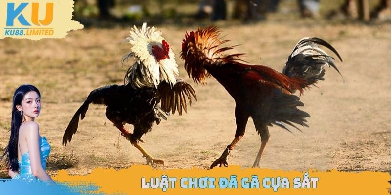 Đá Gà Cựa Sắt Ku88 - Tìm Hiểu Về Sự Khác Biệt Của Sân Chơi 2 Luật chơi đá gà cựa sắt