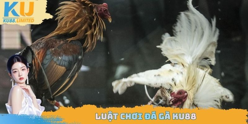Luật chơi đá gà Ku88