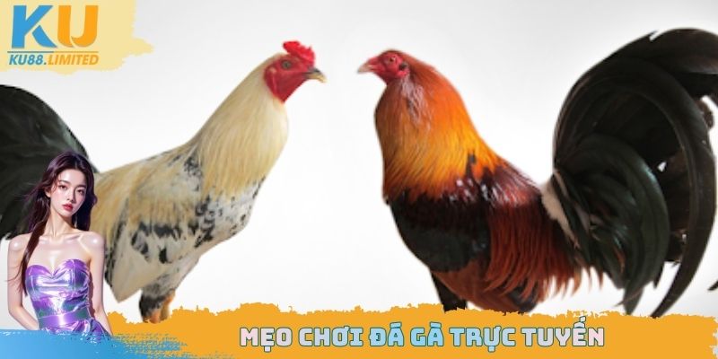Đá Gà Trực Tuyến Ku88 - Lợi Ích Hấp Dẫn Sẽ Nhận Được 3 Mẹo chơi đá gà trực tuyến