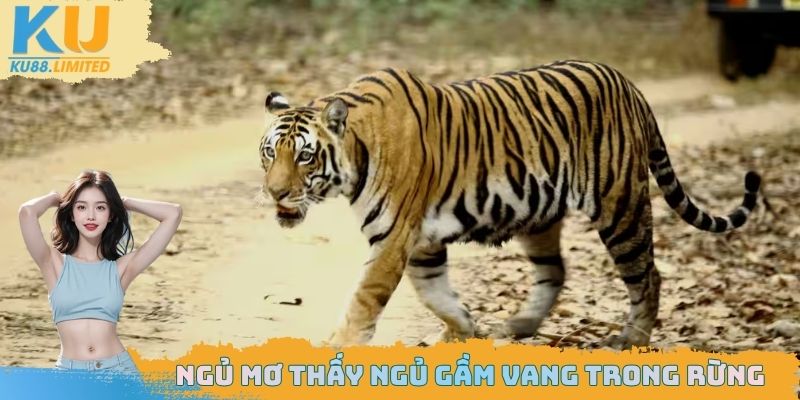 Ngủ Mơ Thấy Hổ - Cảnh Báo Bất Ngờ Về Vận Mệnh Sắp Đến 1 Ngủ mơ thấy hổ đang gầm vang trong rừng