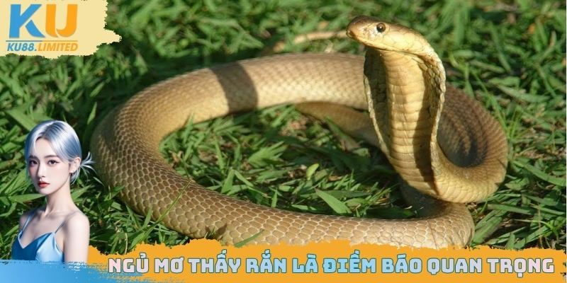 Ngủ Mơ Thấy Rắn Có Phải Điềm Xấu? Giải Mã Bí Ẩn Đằng Sau 1 Ngủ mơ thấy rắn có nhiều điểm báo quan trọng