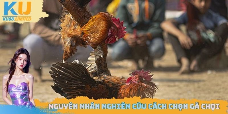 Nguyên nhân nghiên cứu cách chọn gà chọi